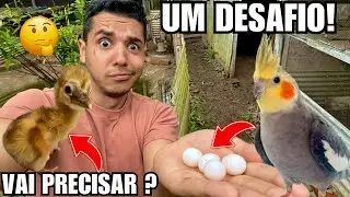 O desafio para ter filhote de calopsita | Decisão para o filhote de grou coroado, | Aves Recriar