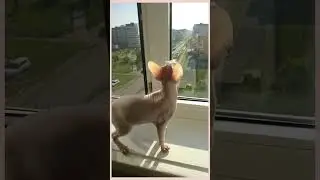 Cat vs Monkey: Who's More *Intelligent?*🐒 #asmr #funnycats #monkey #sphynx #kitten #cute #cat