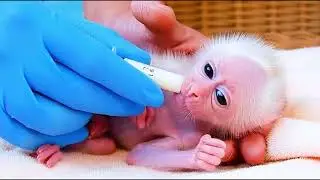 Pity Just Newborn Baby monkey with love and care