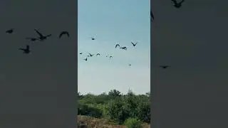 looking at the dove hunting fields in tamaulipas mexico subscribe to my channel 🇲🇽🕊️🎥