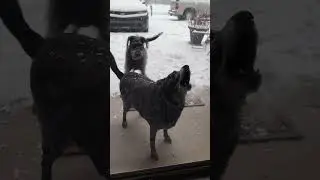 Spoiled Dogs hate the cold !!! #winterstorm #viralvideo #dogs #youtubeshort