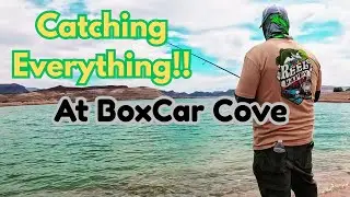 Fishing Lake Mead BoxCar Cove! Catching All Types of Different Fish!