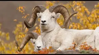 Daily Dose of Nature | Can Conservation and Hunting Coexist  A Dall Sheep Case Study