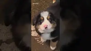 Die Dawgs sammeln Spenden #lustig #witzig #funny #tiere #animals #meme #lachen #happy #2homiedawgs