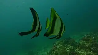 BUCEO EN FILIPINAS/DIVING IN PHILIPPINES 08    Filipinas - 2025