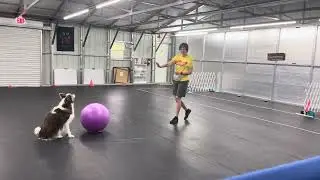 echo, treibball practice &mdash; may 13, 2025