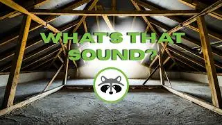 Which Animal Is Making Noise In My Home? - Frequently Asked Questions