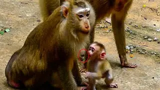 WOW so surprise and Lovely baby monkey LEO came to hug mama Ashley and request milk