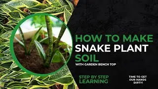 How to Make Snake Plant Soil