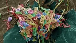 9 December 2025 - Lund University Bioimaging Centre Christmas Calendar