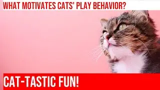 Cats: Unlocking the Psychology of Play Behavior