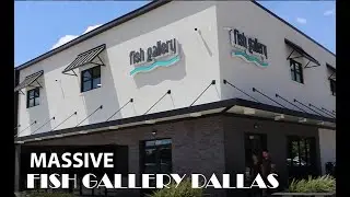 Enormous Fish Store!! - Fish Gallery Dallas