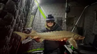 Ice Fishing Sturgeon On The St.Croix River