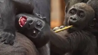 Meet the Adorable Baby Gorilla Duo: Juno and Venus