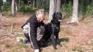 Hurtta vadderad sele till hund - s&aring; m&auml;ter du r&auml;tt storlek p&aring; din hundsele.