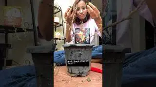 Let&rsquo;s save a dying Bougainvillea #bougainvillea #plantrescue