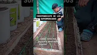 🙋&zwj;♂️Dile Adios a los supermercados con tu propio Huerto Organico🥦#huerto #ajos #siembraycosecha