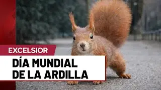 Ardillas, aliadas silenciosas de los bosques, su papel vital en el equilibrio natural