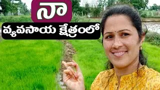 #Vlog Day in my Agriculture field🌾||daily vlogs #Telugu vlogs #Kamareddy #Rajitha Gruhini 3999vlogs