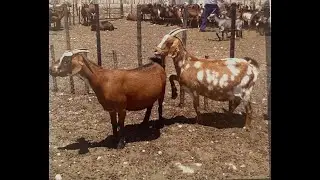 #FarmingiNamibia Caprivi and Kavango goats