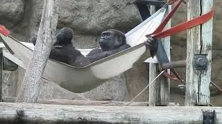 Gorilla mother with baby at the Albuquerque New Mexico Bio Park Zoo