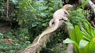 Albino Water Monitor Lizard at Parque Reptilandia