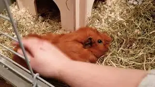 Late night popcorning and cuddles -Dutch guinea pigs-