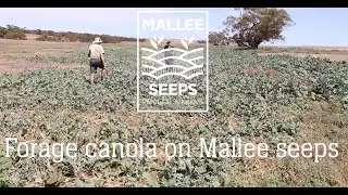 Forage canola on Mallee seeps