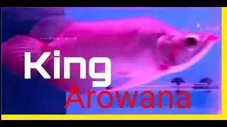 Arowana | arwana | king arowana | 紅龍魚