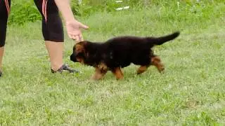 Balaris NEKO  1,5 month
