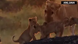 The most adaptable animals in the world.
