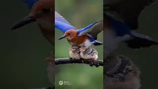 Parent Bird Spreads Wings to Shield Two Chicks from the Rain #bird #family #cute #nature