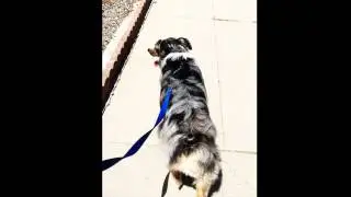Dog Bubble Butt Australian Shepherd Wiggle