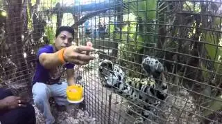 Belize Zoo