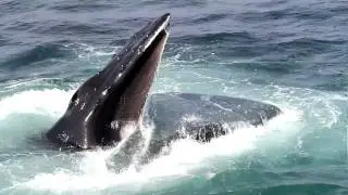 Whale Watching in Cape Cod