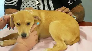 Palm Valley Animal Society Launches Low Cost Spay and Neuter Clinic