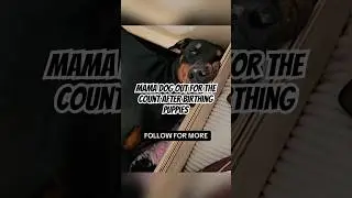 Mama dog out for the count after birthing puppies