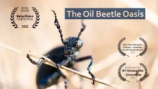THE OIL BEETLE OASIS - a film by Valentin Bl&uuml;ml