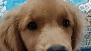 Winnie_the_shihtzu is live! hello friends swagat hai apka Winnie ki live main ❤️