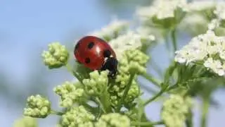Attracting Beneficial Bugs to Your Garden