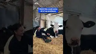 Who needs therapy when you can cuddle cows