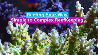 Reefing Your Way - Simple to Complex Reefkeeping with Adam from Frag Garage