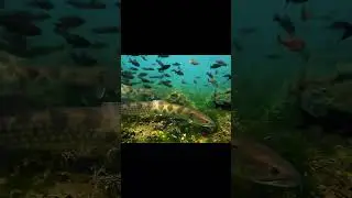 What fish is this? #fishingadventure #4kwildlife #fishing #naturesimulation #hyperrealistic #shorts