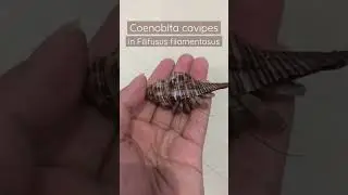 Kelomang dan cangkang unik | Coenobita cavipes in Filifusus filamentosus #kelomang #hermitcrabs