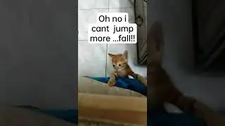 Kitten's first  jump 🐈🐾🦘..#pets #cute #funny #funnycats #kittens #catshorts #animals