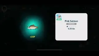 Pink Salmon Location - Creatures of the Deep