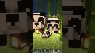 So cute 🥰 #short #shorts #minecraft #minecraftshorts #shortvideo #shortsvideo #panda #pandas