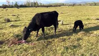 Cow eating placenta after giving birth