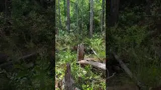 Termite Swarm - taking flight from a stump #pestcontrol #nature #bug