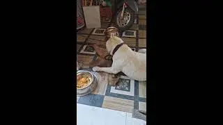 ஜோ